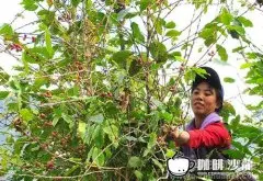中国咖啡种植产业渐兴 改变贫困村落