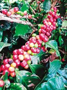 认证的有机咖啡萨尔瓦多精品咖啡 单品 美洲醇厚咖啡风味