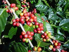 口感饱满 余韵悠长的风味 萨尔瓦多 喜马拉雅庄园 美洲精品咖啡