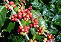 哥斯达黎加钻石山庄园 完美类型的平衡乾淨经典风味 美洲精品咖啡