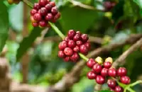  中美洲咖啡的风味明亮果酸 巴布亚新几内亚奇迈尔庄园圆豆