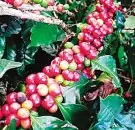 波旁豆卢旺达卢安达西部省穆修伊精品咖啡原豆单品 非洲豆