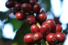 哥伦比亚某单一产区咖啡Espresso 单品咖啡做Espresso soe 意式拼