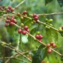  蔗糖低酸扎实风味 精品咖啡巴布亚新几内亚奇迈尔庄园圆豆 PNG咖