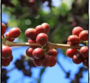 玻利维亚的的喀喀湖叩小农水洗处理 美洲精品咖啡 单品