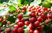 萨尔瓦多FincaHimalaya喜马拉雅庄园红糖红酒酸质风味 黑咖啡