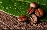 咖啡的圣地 澳大利亚咖啡澳大利亚的著名咖啡馆 精品咖啡豆