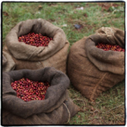 墨西哥（Mexico）瓦哈卡和恰帕斯的咖啡 墨西哥咖啡豆可说是风味