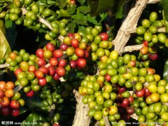 洪都拉斯精品咖啡 宏都拉斯圣胡安喜多产区 精品咖啡