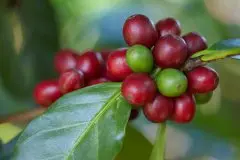 玻利维亚的咖啡产地铁比卡品种美洲精品咖啡豆的的塔塔湖产区