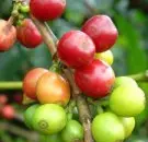  巴拿马优质精品咖啡巴拿马凯萨露易斯庄园boquete产区波奎特