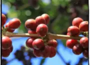西达摩sidamo夏奇索shakisso产区非洲咖啡豆