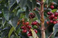 台湾咖啡的种植流行的台湾咖啡阿里山咖啡豆 精品咖啡 台湾咖啡文