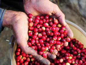 非洲咖啡在中国市场推广力度不足，卢旺达肯尼亚精品咖啡