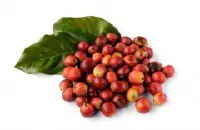 关于咖啡豆的认证 什么是4C咖啡豆 进口优质精品咖啡