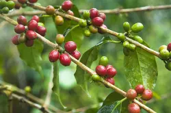 90+创办人是谁咖啡原生地－埃塞俄比亚Joseph Brodsky gesha树种