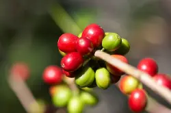 巴拿马精品咖啡豆 九十+的传奇背景啡原生地埃塞俄比亚野生品种