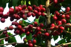 咖啡常识的普及咖啡豆咖啡树圆形豆（简称圆豆）peaberry咖啡浆果