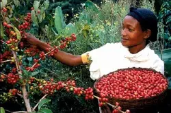 咖啡的分级和质量控制体系非洲精品咖啡豆 埃塞尔比亚咖啡豆