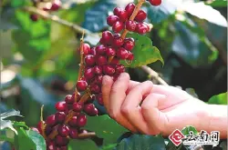 水洗处理法 巴布亚新几内亚Sigri农园咖啡 天堂鸟 单品咖啡