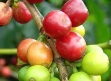 埃塞俄比亚咖啡产区利姆(Limu)中度烘咖啡豆 焙精品咖啡产区