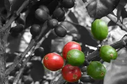非洲坦桑尼亚咖啡乞力马扎罗产区珍珠圆豆PB吉利马札 非洲精品咖