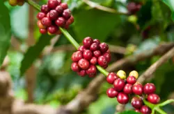 巴拿马精品咖啡波奎特产地介绍 艾力达庄园Geisha瑰夏咖啡豆品种风味描述