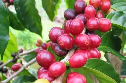 巴西精品咖啡意式拼配咖啡豆全世界最大的咖啡生产国