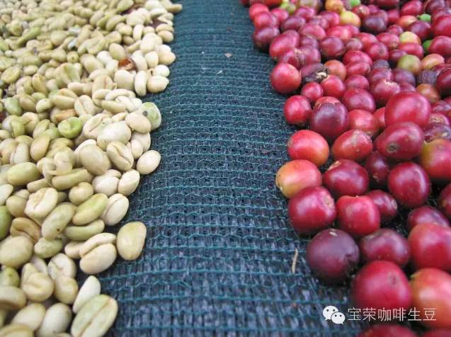 4C标准咖啡咖啡种植者10种错误做法 精品咖啡豆