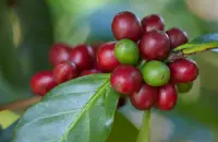生豆 进口咖啡巴西波旁半日晒巴西当季咖啡生豆精品咖啡生豆