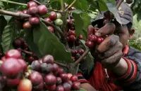 水洗埃塞俄比亚耶加雪菲G1级雪啡原生种沃卡Worka单品咖啡生豆