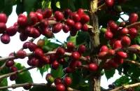 萨尔瓦多Ataisi庄园帕卡马拉精品新豆 咖啡生豆
