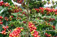 凯萨露易斯庄园巴拿马boquete产区 水洗处理精品 咖啡生豆