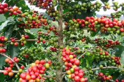 凯萨露易斯庄园巴拿马boquete产区 水洗处理精品 咖啡生豆