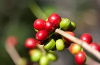 哥伦比亚慧兰产区新豆 薇拉高原黄波旁种优质咖啡生豆