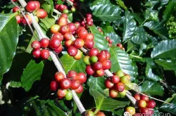 Hafursa合作社耶加雪菲埃塞尔比亚精品咖啡 非洲风味