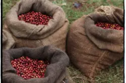 Biloya碧洛亚合作社水洗埃塞俄比亚耶加雪菲G1级雪啡原生种单品咖