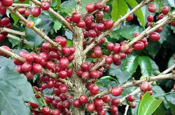 九十+巴拿马瑰夏庄园Sillvia咖啡 埃塞俄比亚的传家宝瑰夏原生种