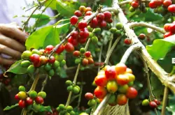为争取欧美日顶级咖啡市场 乌干达咖啡种不好要坐牢