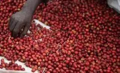 甘蔗汁、红酒果酸、肯尼亚锦初谷咖啡风味、特色、口感及庄园介绍