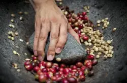 香气和尾韵持久丘比特咖啡品种特点口感庄园精品咖啡豆风味介绍