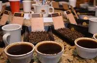 水果风味的班其玛吉咖啡品种特点口感庄园精品咖啡豆风味介绍