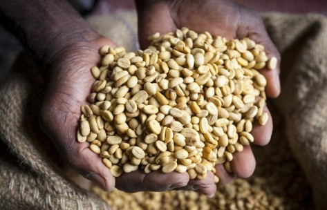 均衡度高爪哇咖啡品种特点口感庄园精品咖啡豆风味介绍