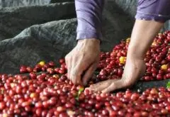 致命芳香风味俱全的玛翡咖啡品种特点口感庄园精品咖啡豆风味介绍