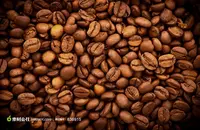 果酸红酒肯尼亚锦初谷咖啡品种特点口感庄园精品咖啡豆风味介绍