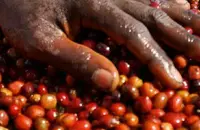 风味水果的班其玛吉咖啡品种口感特点庄园精品咖啡豆风味介绍