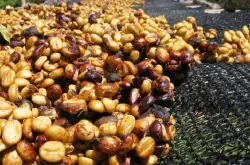 醇香型香而不烈的云南咖啡品种口感特点庄园精品咖啡豆风味介绍