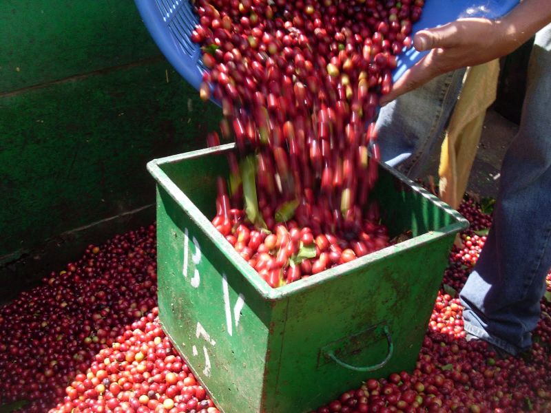 水果风味班其玛吉咖啡品种口感庄园特点精品咖啡豆风味介绍