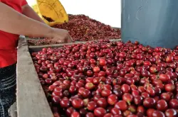 果实甜味哥斯达尼加圣罗曼咖啡品种口感庄园特点精品咖啡豆风味