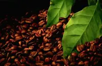 洪都拉斯圣芭拉拉庄园咖啡风味品种产区特点介绍